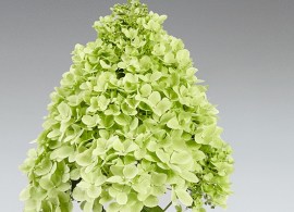 hydr-paniculata-pancetta-3-hba-slider-1600-x700 (1)